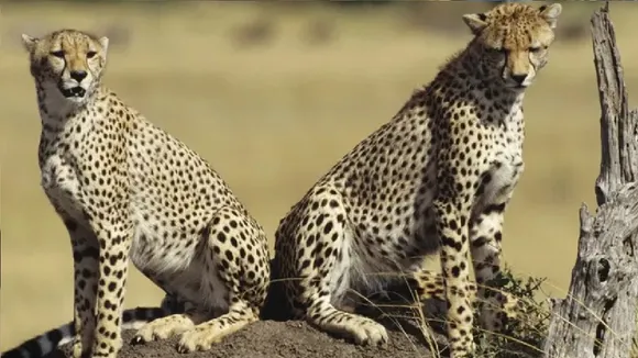 Eight cheetahs to be brought to India from Botswana; first four to arrive in May
