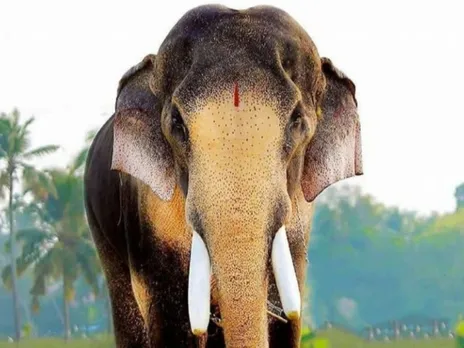 thechikottukavu ramachandran