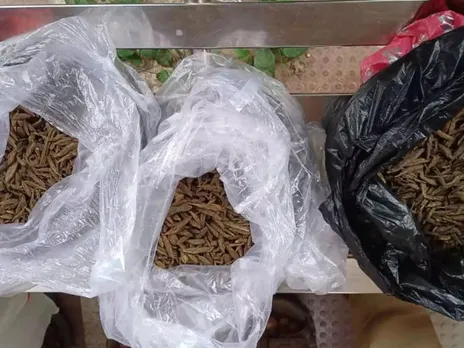 cannabis tvm