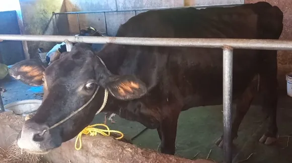 vk sreekandan presented cow