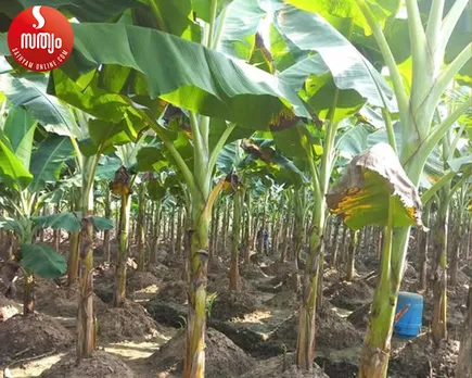 banana cultivation