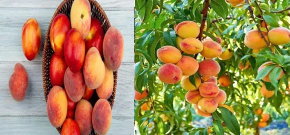 aadu peach