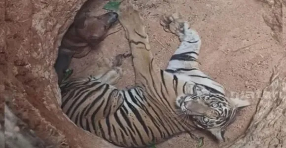 tiger jhliu