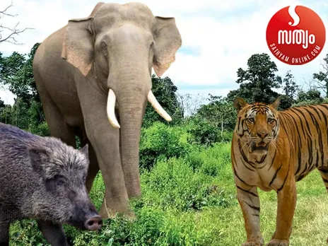 wild annimals