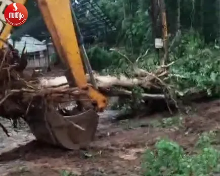 trees distroyed