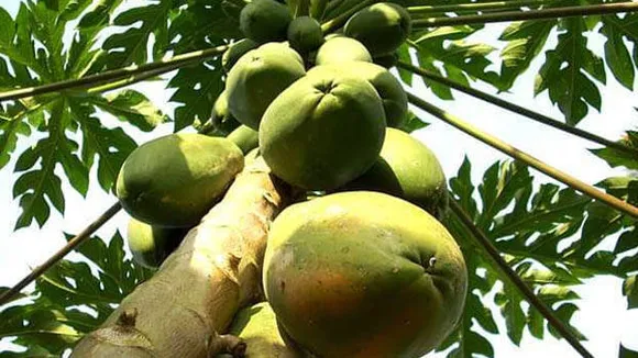 fruit1357947