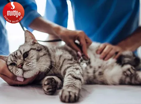 heart deasese in cats