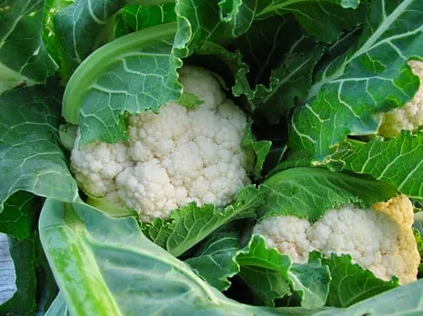 cauliflower-farming