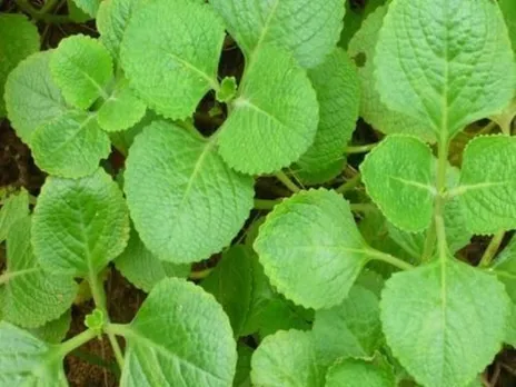 oregano-1630409593