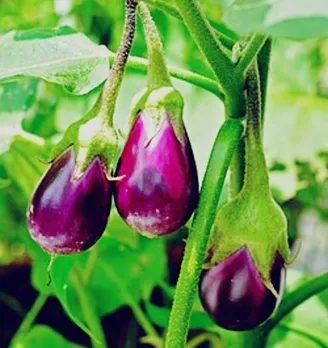 803dce20-d17c-4ee4-8008-f7cfae5d7973 (1)