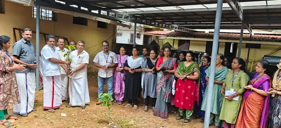 mango tree sappling distributed