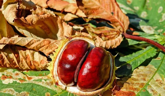 10c987d8-ed6a-4548-a62d-08be4eb25fe7