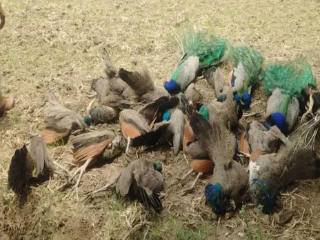 20 Peacocks Found Dead