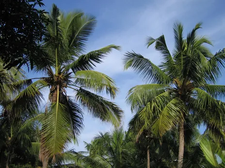 kerala coconut tree