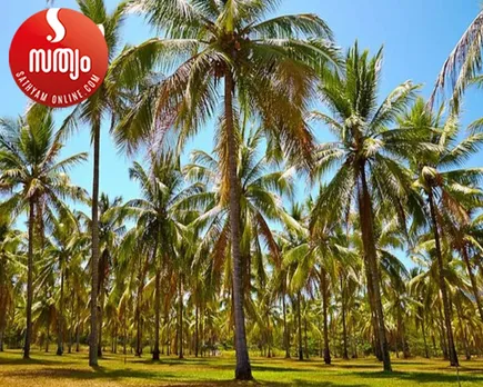 coconut tree fam