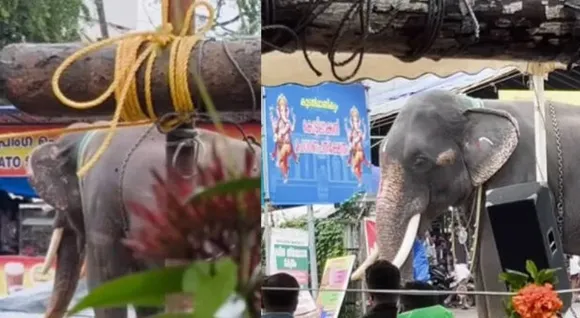 koodalmanikyam elephant