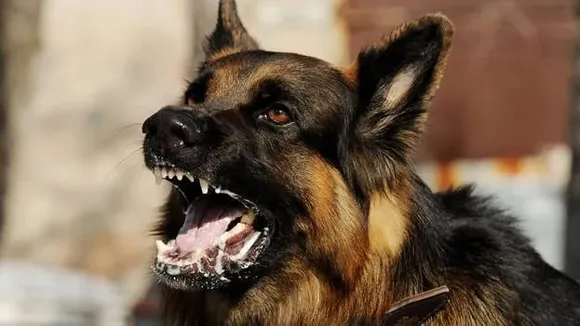 86bc6adf-9594-4fd3-883c-c873ee473759 (1)