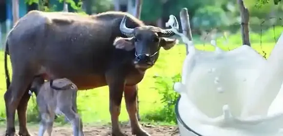 d0f215c9-43f2-472c-add1-b6204bd0e784 (1)