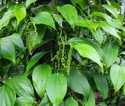 d5223ab1-d4d3-4f74-9c86-b984d7050c8d (1)