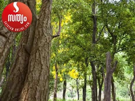 sandal wood