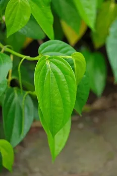 af32525c-8c0d-439d-a398-fa22b1b10443