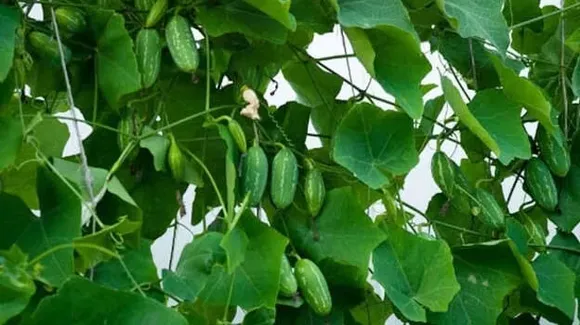 db2fc749-e636-47c0-ab2d-f9646c36b1b2