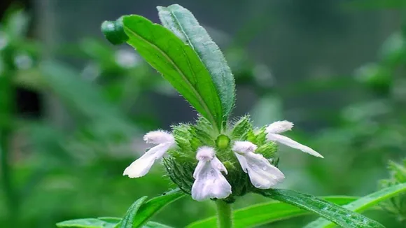 fe0f5f0f-06e7-4b0f-ac5c-fdf5d87caafa (1)