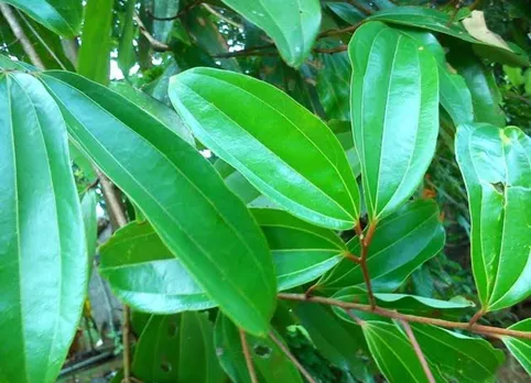 aaaf62c5-a4e6-45ea-b380-9ebd07369587 (1)