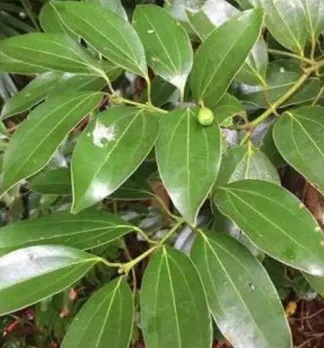 9bdff145-8da0-4bce-a16f-df9236c79bca (1)