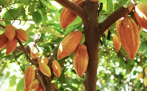 b4242993-64c1-4abf-af5f-4601a9bedfac (1)