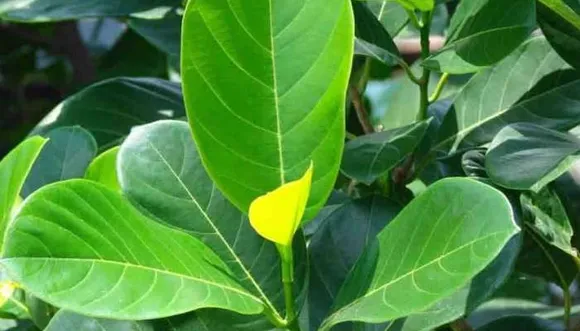 dad2ce9a-a393-48c5-8ca7-7bb9daac543a