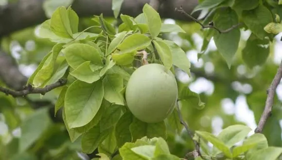 2e07592c-4551-4cbb-830b-a1440fdfd470