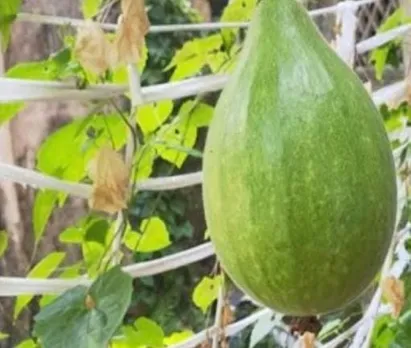 7eafde98-869a-40e5-999f-bd5eb97e0c43 (1)