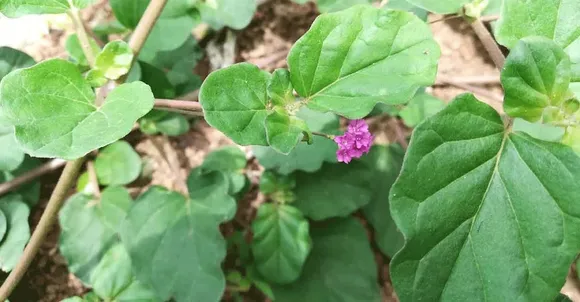 b8eee7a1-b0e4-4fcb-8388-90ecdd8241c9