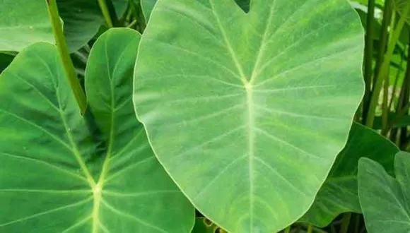 bce11fba-429c-40ae-9f4a-f49c7eec8cd2