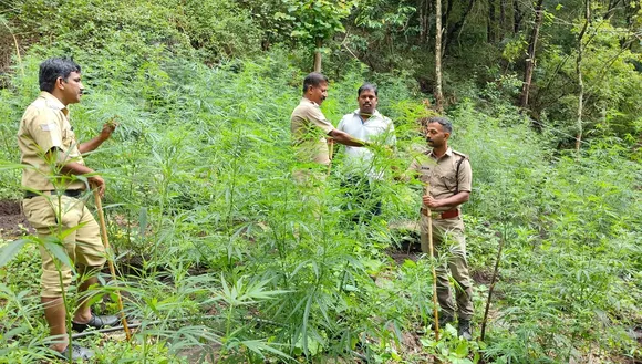 canaby plants distroyed