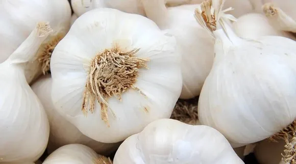 garlic1