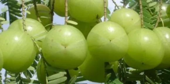 detail_imageS3NQYjJMSTcrYjJPTWhaTlB1em5tUT09