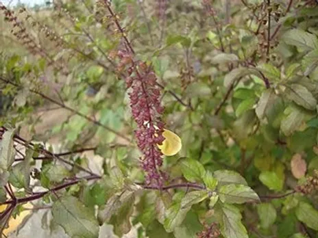 കൃഷ്ണ_തുളസി