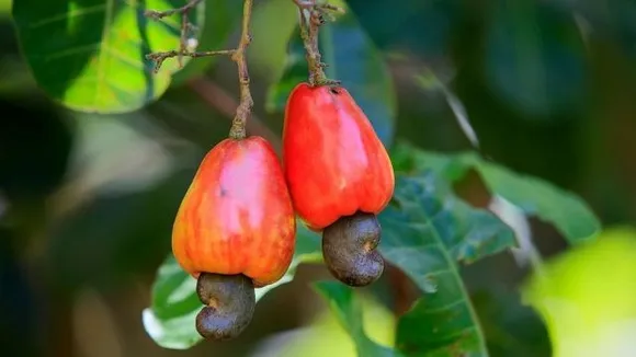 cashew-fruit-rf-gty-ml-190912_hpmain_16x9_9927