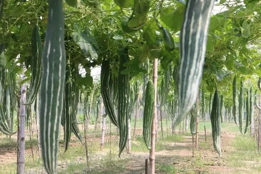Sanak Gourd