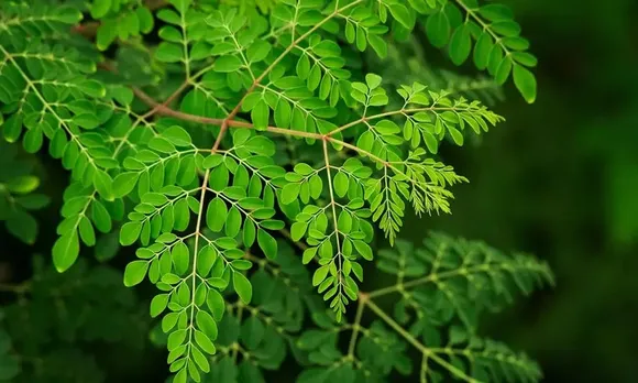 2635622-moringa-1-9878