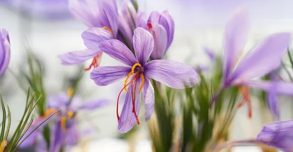 saudi-researchers-developed-advanced-techniques-to-cultivate-saffron-2