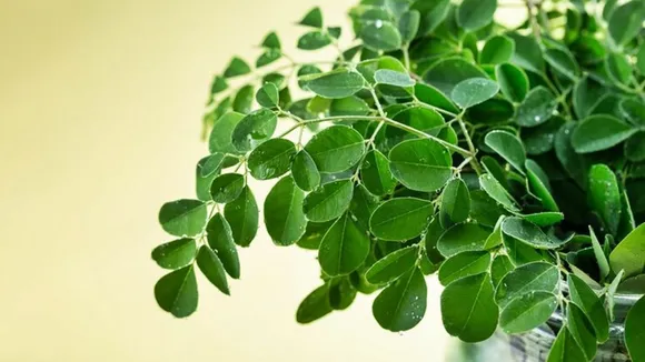 izmEVDcGNDYXBbotNvrW