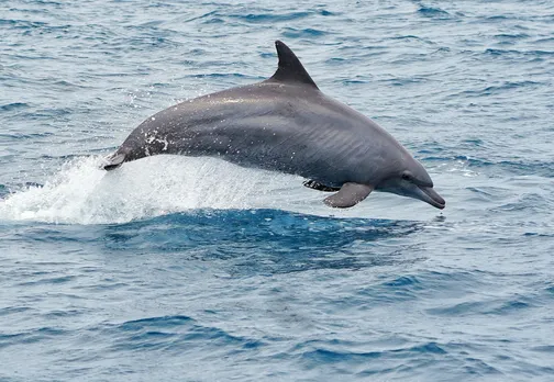 Representative Image Dolphin