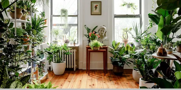 indoor-plants