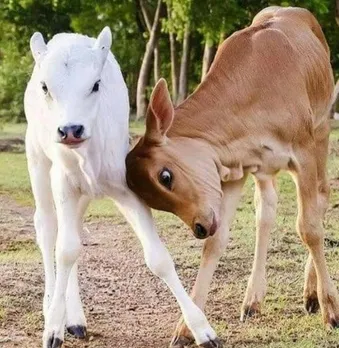 ddbf9bd9-0d4a-4720-acb8-8acd99fc0245