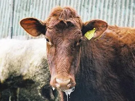 foot and mouth desease