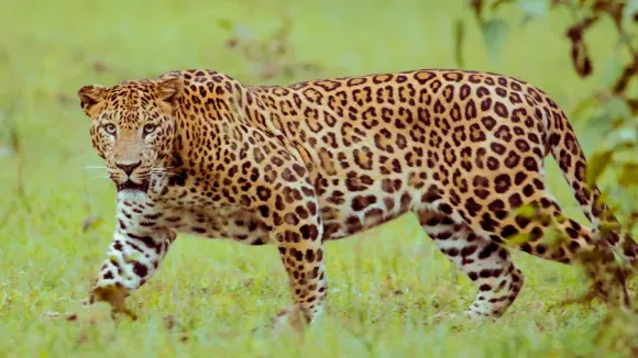 LEOPARD-1742574853095-4057ae54-c417-4c98-be5d-1a46bd08a7eb-900x506