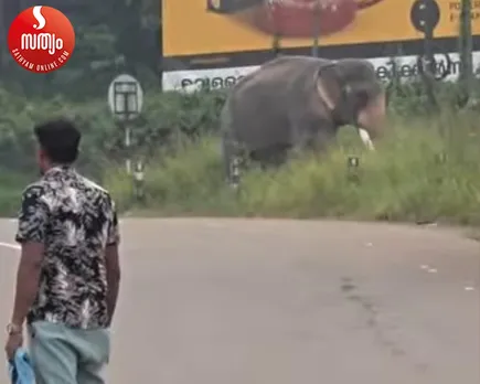 elephant attack